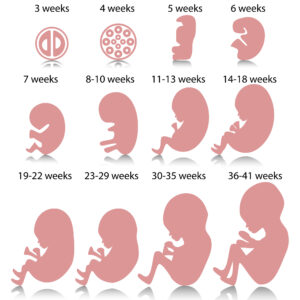 fetus development by week